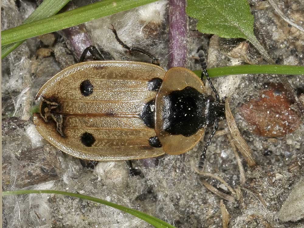 Dendroxena quadrimaculata